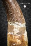 07268 - Top Quality 2.73 Inch Partially Rooted Elasmosaur (Zarafasaura oceanis) Tooth
