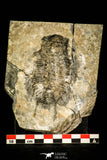 30410 - Huge 3.37 Inch Olenoides nevadensis Middle Cambrian Trilobite - Utah USA