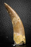 07270 - Top Beautiful 2.52 Inch Partially Rooted Elasmosaur (Zarafasaura oceanis) Tooth
