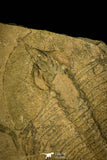 30406 - Rare 2.02 Inch Nevadia weeksi Lower Cambrian Trilobite - Nevada USA