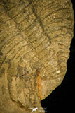 30406 - Rare 2.02 Inch Nevadia weeksi Lower Cambrian Trilobite - Nevada USA