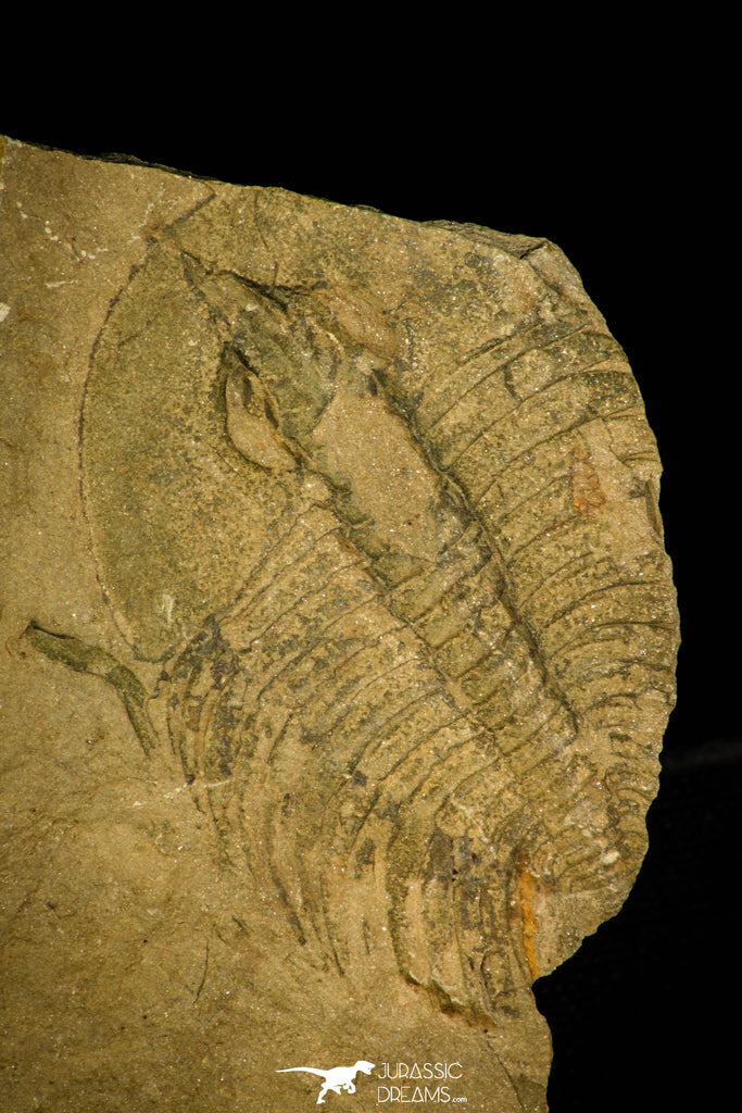 30406 - Rare 2.02 Inch Nevadia weeksi Lower Cambrian Trilobite - Nevada USA