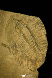 30406 - Rare 2.02 Inch Nevadia weeksi Lower Cambrian Trilobite - Nevada USA
