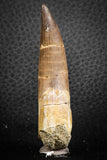 07272 - Beautiful 2.71 Inch Partially Rooted Elasmosaur (Zarafasaura oceanis) Tooth