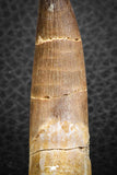 07272 - Beautiful 2.71 Inch Partially Rooted Elasmosaur (Zarafasaura oceanis) Tooth