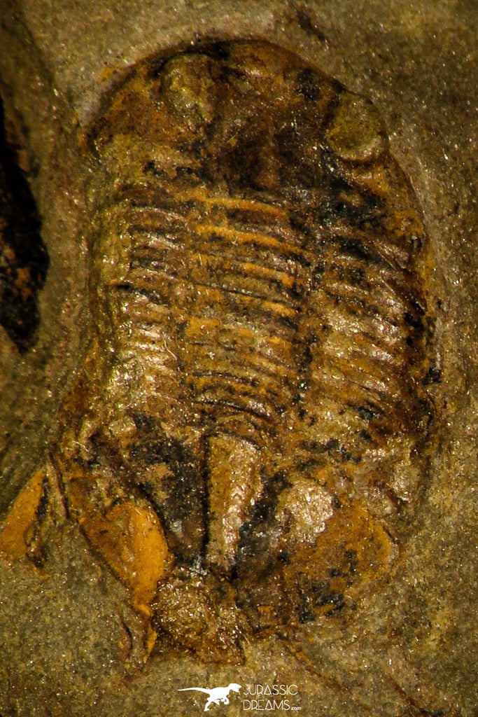 30413 - Well Preserved 0.51 Inch Asaphellus fezouatensis Lower Ordovician Trilobite Fezouata Fm