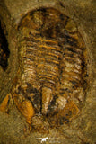 30413 - Well Preserved 0.51 Inch Asaphellus fezouatensis Lower Ordovician Trilobite Fezouata Fm