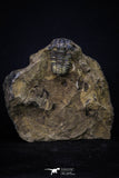 20146 - Great 1.33 Inch Calymene sp Upper Ordovician Trilobite in Nodule Pos/Neg