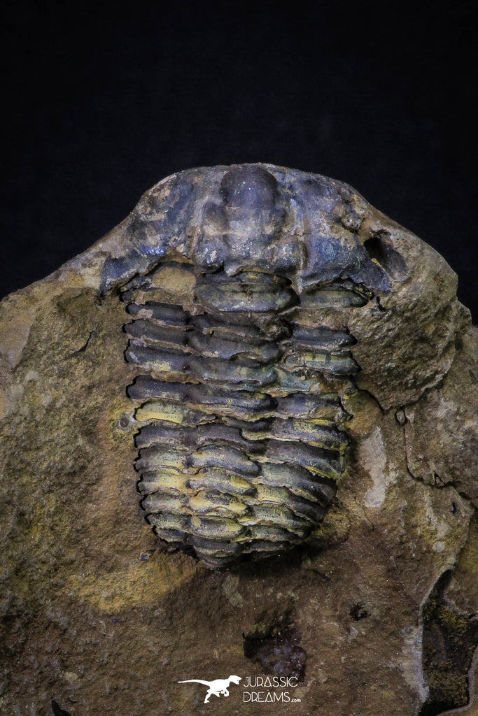 20146 - Great 1.33 Inch Calymene sp Upper Ordovician Trilobite in Nodule Pos/Neg