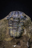 20146 - Great 1.33 Inch Calymene sp Upper Ordovician Trilobite in Nodule Pos/Neg