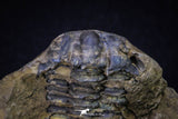 20146 - Great 1.33 Inch Calymene sp Upper Ordovician Trilobite in Nodule Pos/Neg