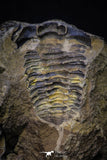 20146 - Great 1.33 Inch Calymene sp Upper Ordovician Trilobite in Nodule Pos/Neg