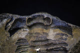 20146 - Great 1.33 Inch Calymene sp Upper Ordovician Trilobite in Nodule Pos/Neg