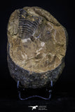 20147 - Great 1.94 Inch Calymene sp Upper Ordovician Trilobite in Nodule Pos/Neg