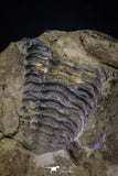20147 - Great 1.94 Inch Calymene sp Upper Ordovician Trilobite in Nodule Pos/Neg