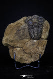 20147 - Great 1.94 Inch Calymene sp Upper Ordovician Trilobite in Nodule Pos/Neg