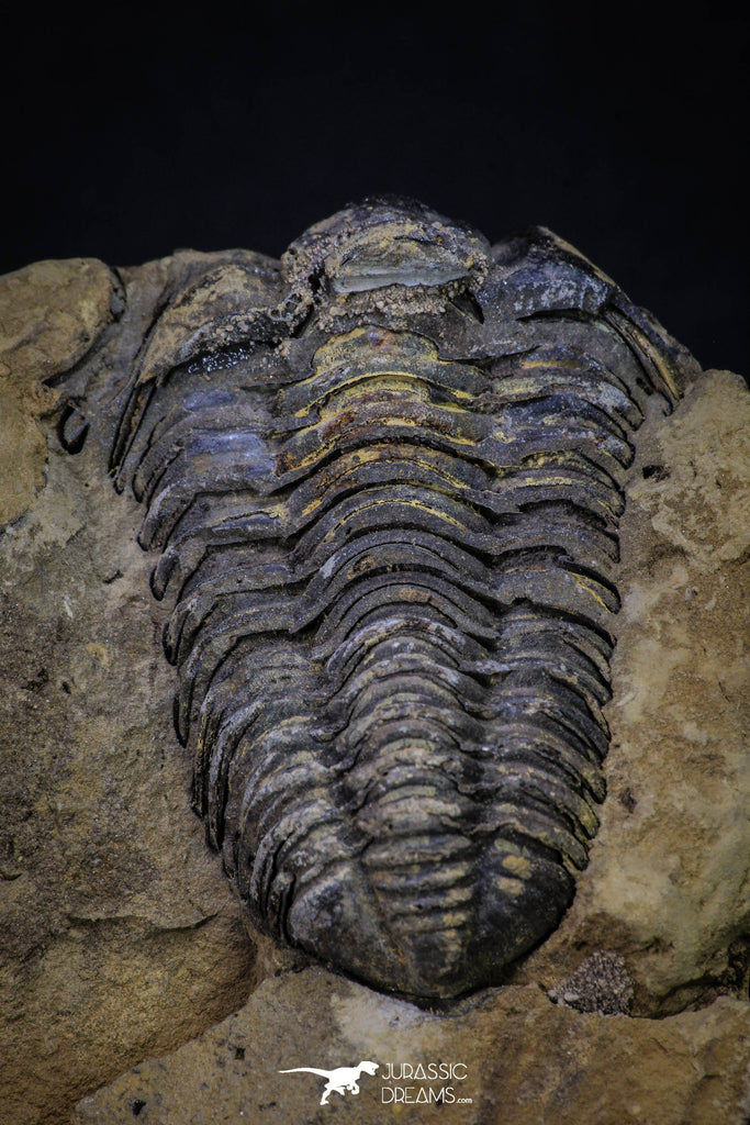 20147 - Great 1.94 Inch Calymene sp Upper Ordovician Trilobite in Nodule Pos/Neg