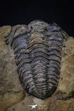 20147 - Great 1.94 Inch Calymene sp Upper Ordovician Trilobite in Nodule Pos/Neg