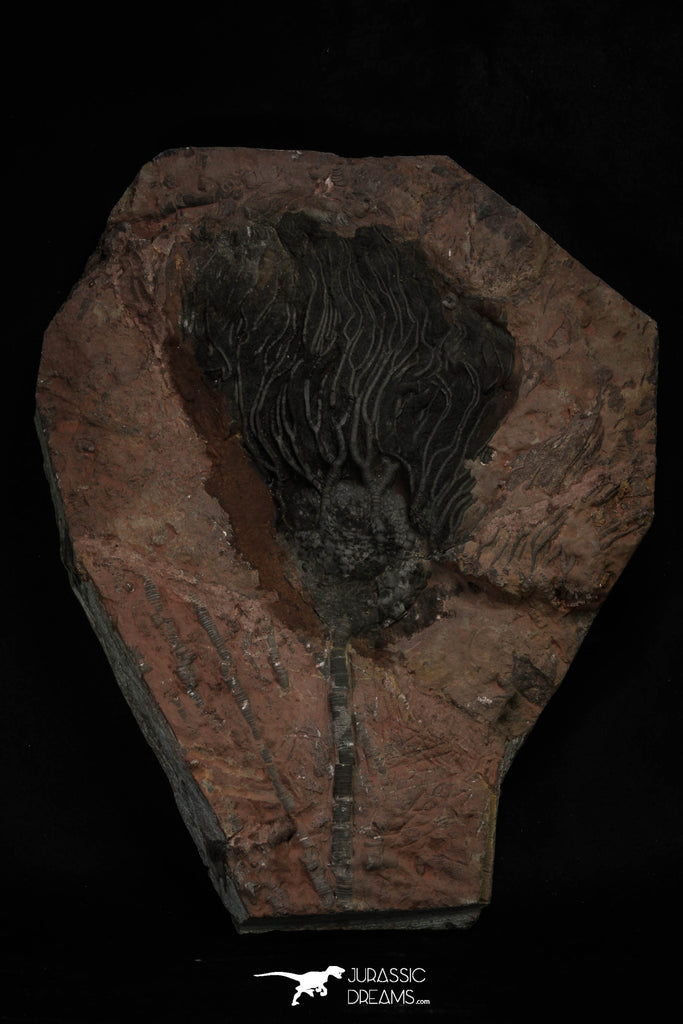 20149 - Top 10.67 Inch Silurian Scyphocrinites elegans Crinoid Plate
