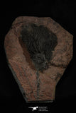 20149 - Top 10.67 Inch Silurian Scyphocrinites elegans Crinoid Plate