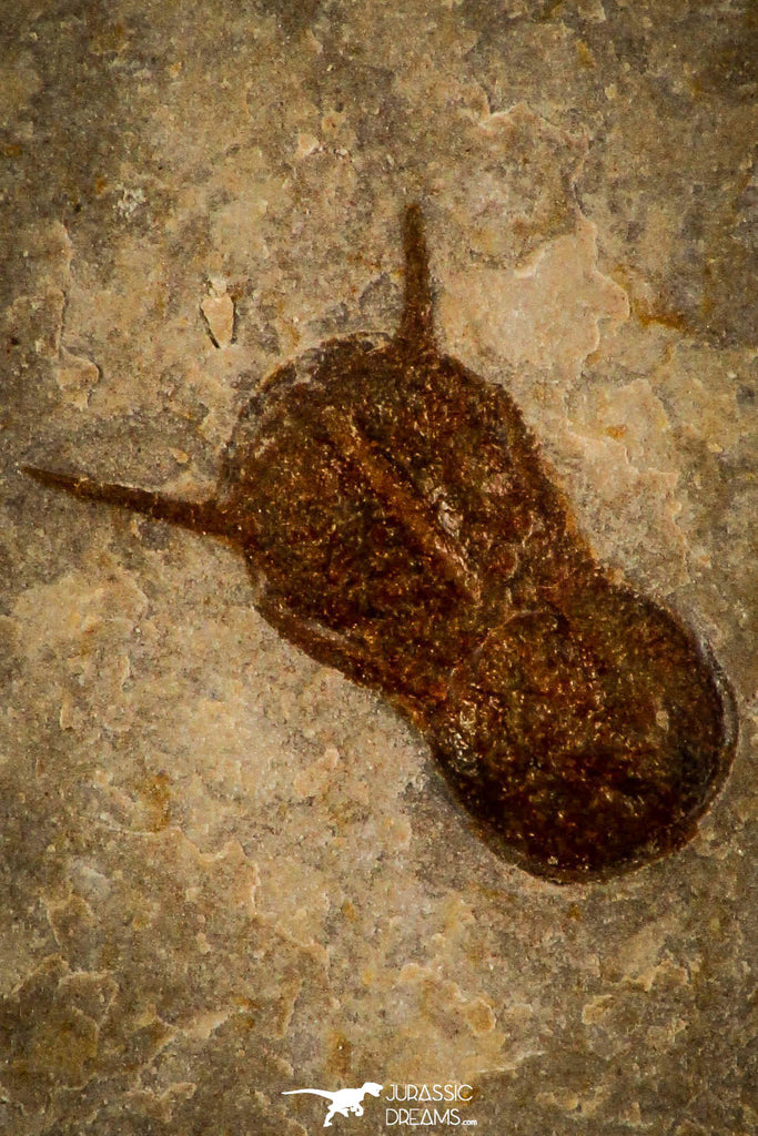 30422 - Top Well Preserved 0.34 Inch Ptychagnostus michaeli Middle Cambrian Trilobite - Utah USA