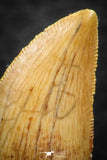 07285 - Top Quality 0.87 Inch Carcharodontosaurus Dinosaur Tooth KemKem