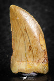07285 - Top Quality 0.87 Inch Carcharodontosaurus Dinosaur Tooth KemKem