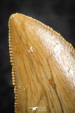 07285 - Top Quality 0.87 Inch Carcharodontosaurus Dinosaur Tooth KemKem