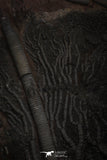 20150 - Top 8.86 Inch Silurian Scyphocrinites elegans Crinoid Plate