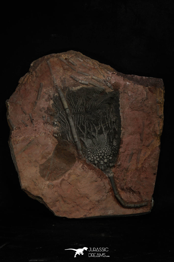 20150 - Top 8.86 Inch Silurian Scyphocrinites elegans Crinoid Plate