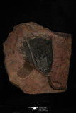 20150 - Top 8.86 Inch Silurian Scyphocrinites elegans Crinoid Plate