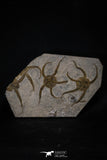 20151 -  Superb Association 4 OPHIURA SP Brittlestars Upper Ordovician Ktaoua Fm