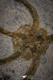 20151 -  Superb Association 4 OPHIURA SP Brittlestars Upper Ordovician Ktaoua Fm