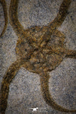 20151 -  Superb Association 4 OPHIURA SP Brittlestars Upper Ordovician Ktaoua Fm