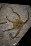 20151 -  Superb Association 4 OPHIURA SP Brittlestars Upper Ordovician Ktaoua Fm