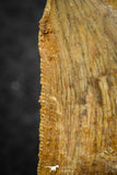 07287 - Restored 1.35 Inch Carcharodontosaurus Dinosaur Tooth KemKem