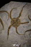 20151 -  Superb Association 4 OPHIURA SP Brittlestars Upper Ordovician Ktaoua Fm