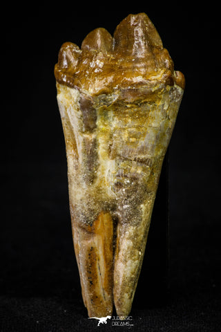 21015 - Top Rare 2.31 Inch Pappocetus lugardi (Whale Ancestor) Molar Rooted Tooth