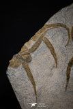 20151 -  Superb Association 4 OPHIURA SP Brittlestars Upper Ordovician Ktaoua Fm
