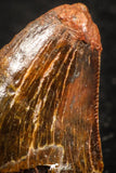 07288 - Restored 0.73 Inch Juvenile Carcharodontosaurus Dinosaur Tooth KemKem