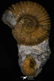 20152 - Stunning Association 2 Huge Acanthoceras sp Cretaceous Ammonites