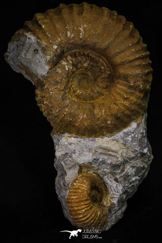 20152 - Stunning Association 2 Huge Acanthoceras sp Cretaceous Ammonites