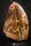 07288 - Restored 0.73 Inch Juvenile Carcharodontosaurus Dinosaur Tooth KemKem