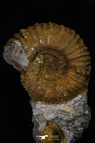 20152 - Stunning Association 2 Huge Acanthoceras sp Cretaceous Ammonites