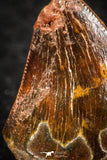07288 - Restored 0.73 Inch Juvenile Carcharodontosaurus Dinosaur Tooth KemKem