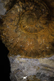 20152 - Stunning Association 2 Huge Acanthoceras sp Cretaceous Ammonites