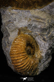 20152 - Stunning Association 2 Huge Acanthoceras sp Cretaceous Ammonites