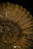 20152 - Stunning Association 2 Huge Acanthoceras sp Cretaceous Ammonites