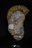 20152 - Stunning Association 2 Huge Acanthoceras sp Cretaceous Ammonites