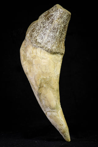 21016 - Top Huge 5.92 Inch Pappocetus lugardi (Whale Ancestor) Incisor Rooted Tooth